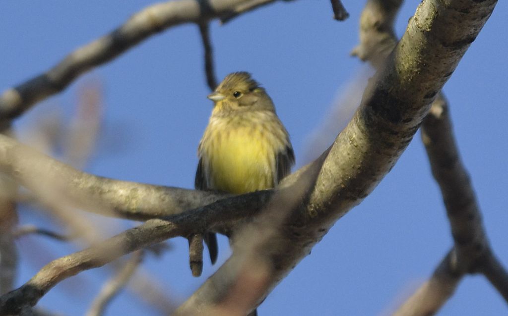 Zigolo giallo (Emberiza citrinella)